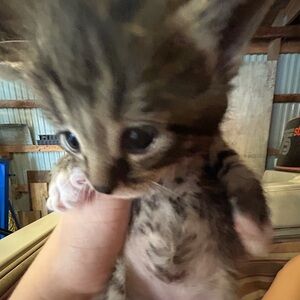 Meet your Posher, Madi